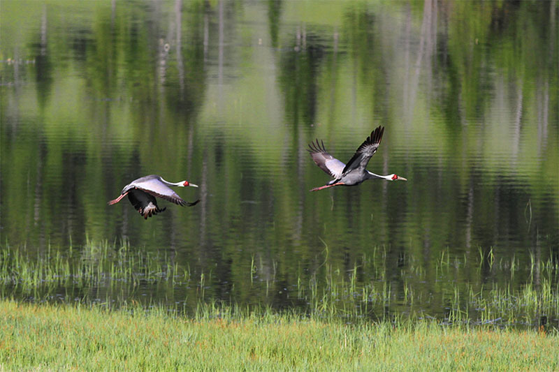 mongolia bird watching